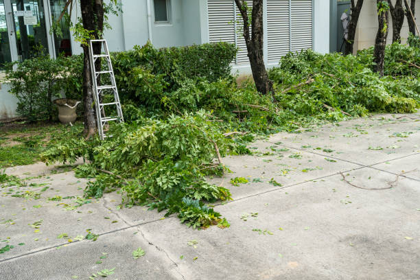 Best Tree Removal  in Cumberland, MD